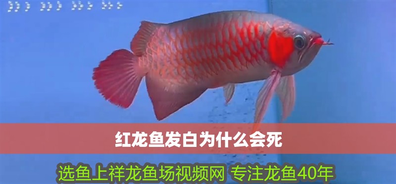 紅龍魚發(fā)白為什么會死