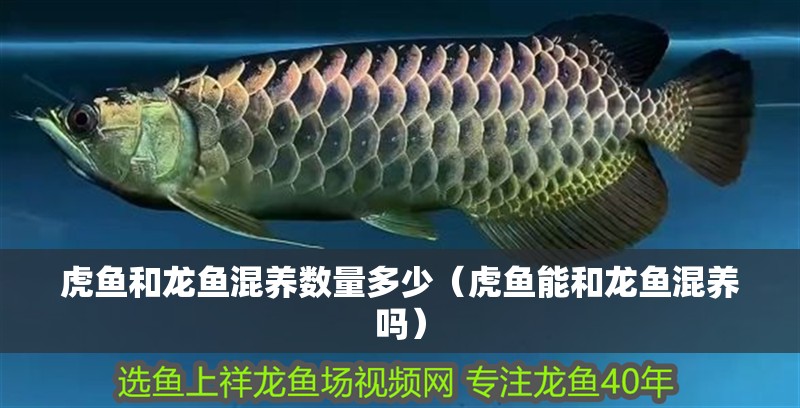虎魚和龍魚混養(yǎng)數(shù)量多少（虎魚能和龍魚混養(yǎng)嗎） 虎魚和龍魚混養(yǎng)數(shù)量多少（虎魚能和龍魚混養(yǎng)嗎） 虎魚百科