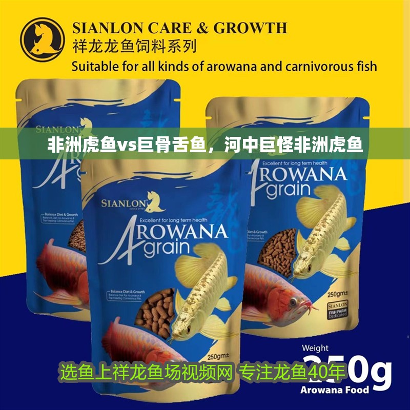 非洲虎魚vs巨骨舌魚，河中巨怪非洲虎魚