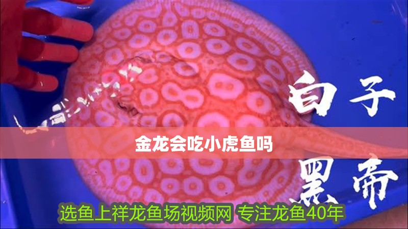 金龍會吃小虎魚嗎