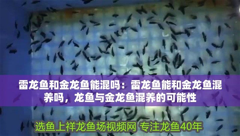 雷龍魚和金龍魚能混嗎：雷龍魚能和金龍魚混養嗎，龍魚與金龍魚混養的可能性