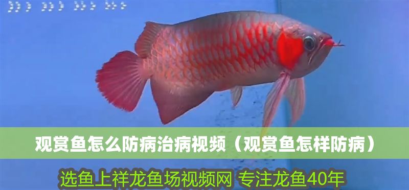 觀賞魚怎么防病治病視頻（觀賞魚怎樣防病）