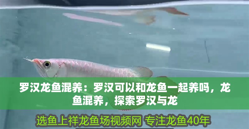 羅漢龍魚混養(yǎng)：羅漢可以和龍魚一起養(yǎng)嗎，龍魚混養(yǎng)，探索羅漢與龍 羅漢龍魚混養(yǎng)：羅漢可以和龍魚一起養(yǎng)嗎，龍魚混養(yǎng)，探索羅漢與龍 水族問答