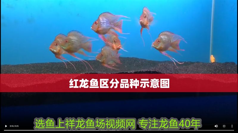 紅龍魚區分品種示意圖