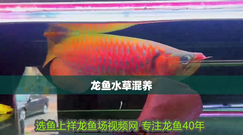 龍魚水草混養