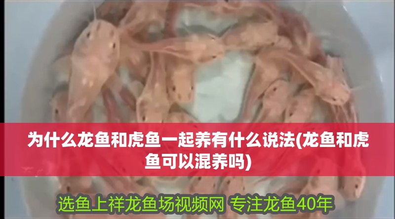 為什么龍魚和虎魚一起養有什么說法(龍魚和虎魚可以混養嗎)