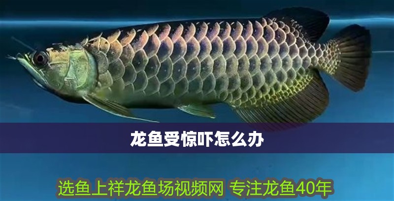 龍魚受驚嚇怎么辦