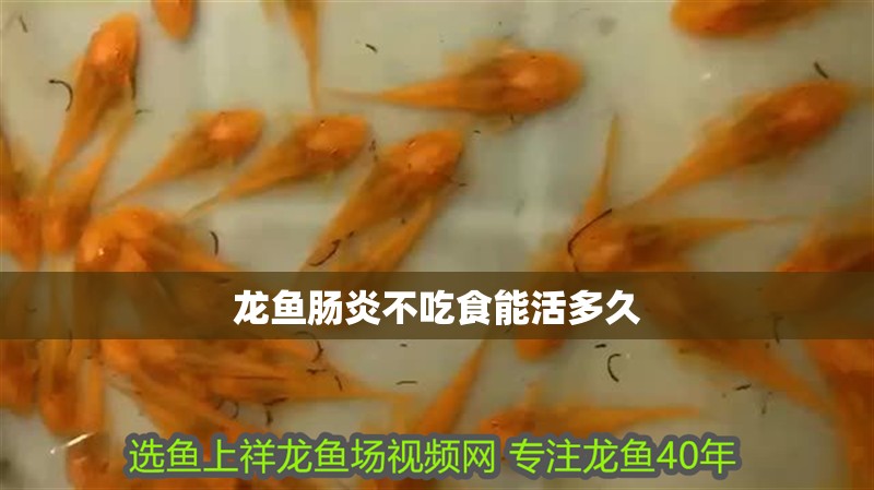 龍魚腸炎不吃食能活多久