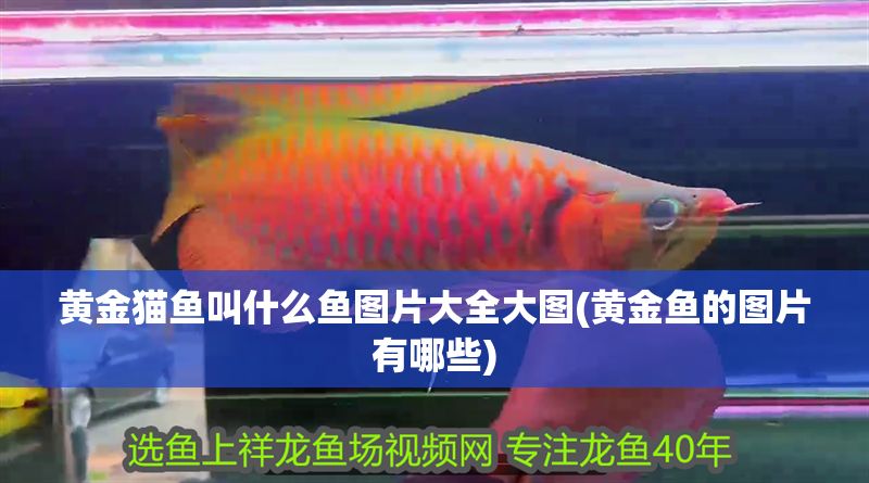 黃金貓魚叫什么魚圖片大全大圖(黃金魚的圖片有哪些)