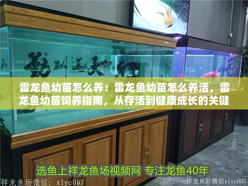 雷龍魚幼苗怎么養：雷龍魚幼苗怎么養活，雷龍魚幼苗飼養指南，從存活到健康成長的關鍵要點 雷龍魚幼苗怎么養：雷龍魚幼苗怎么養活，雷龍魚幼苗飼養指南，從存活到健康成長的關鍵要點 水族問答