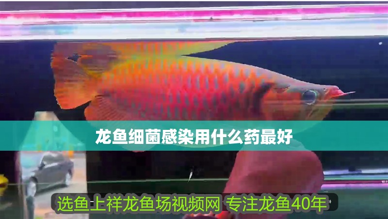 龍魚(yú)細(xì)菌感染用什么藥最好 龍魚(yú)細(xì)菌感染用什么藥最好 龍魚(yú)百科 第2張