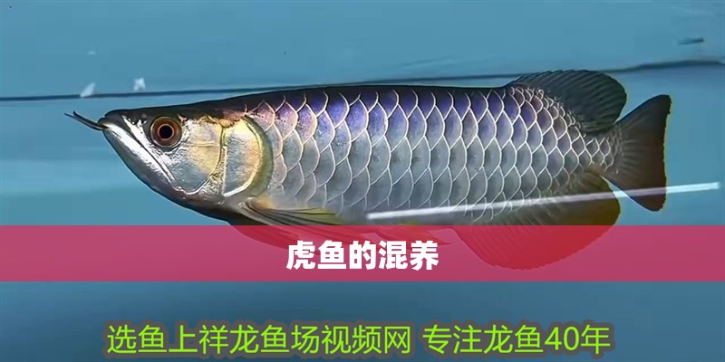 虎魚的混養(yǎng)