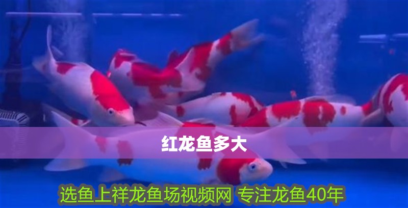紅龍魚多大 紅龍魚多大 龍魚百科 第4張