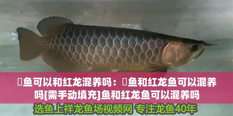 魟魚可以和紅龍混養嗎：魟魚和紅龍魚可以混養嗎[需手動填充]魚和紅龍魚可以混養嗎