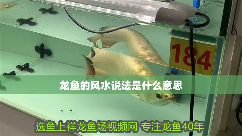 龍魚的風水說法是什么意思