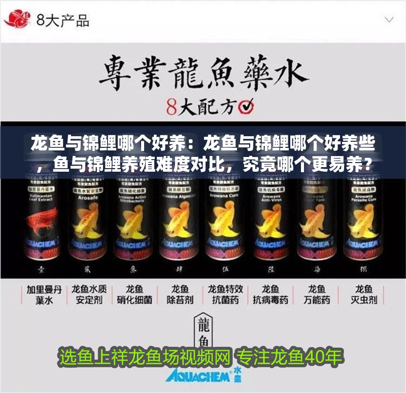 龍魚與錦鯉哪個好養：龍魚與錦鯉哪個好養些，魚與錦鯉養殖難度對比，究竟哪個更易養？