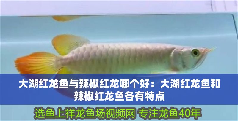 大湖紅龍魚與辣椒紅龍哪個(gè)好：大湖紅龍魚和辣椒紅龍魚各有特點(diǎn)