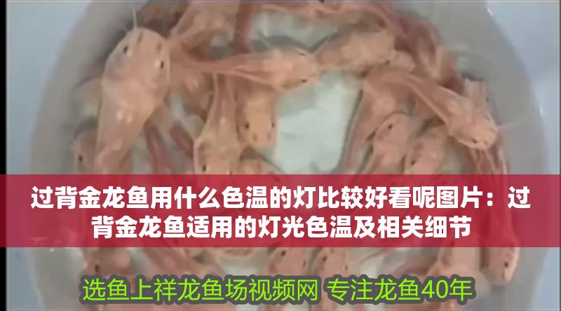 過背金龍魚用什么色溫的燈比較好看呢圖片：過背金龍魚適用的燈光色溫及相關細節