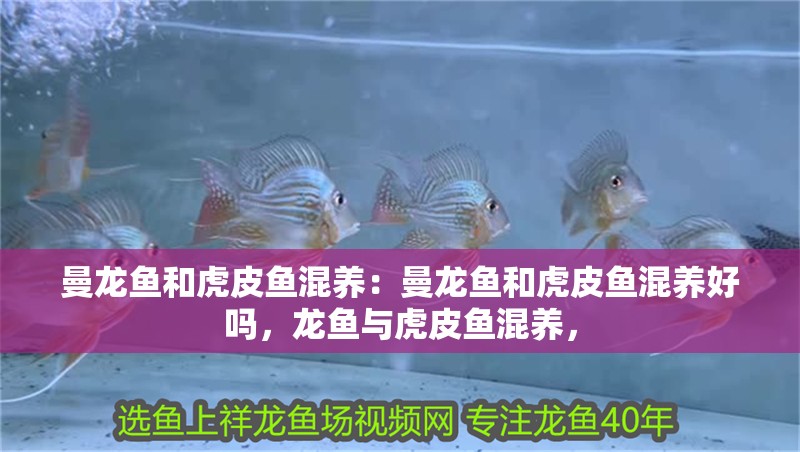 曼龍魚和虎皮魚混養(yǎng)：曼龍魚和虎皮魚混養(yǎng)好嗎，龍魚與虎皮魚混養(yǎng)，