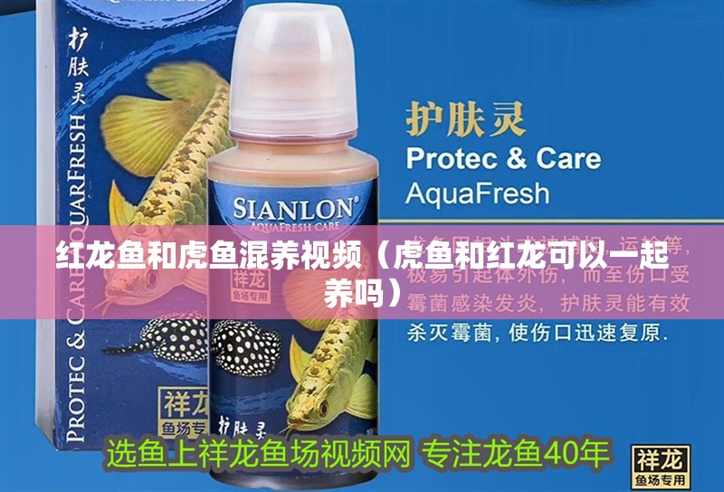 紅龍魚(yú)和虎魚(yú)混養(yǎng)視頻（虎魚(yú)和紅龍可以一起養(yǎng)嗎） 紅龍魚(yú)和虎魚(yú)混養(yǎng)視頻（虎魚(yú)和紅龍可以一起養(yǎng)嗎） 虎魚(yú)百科