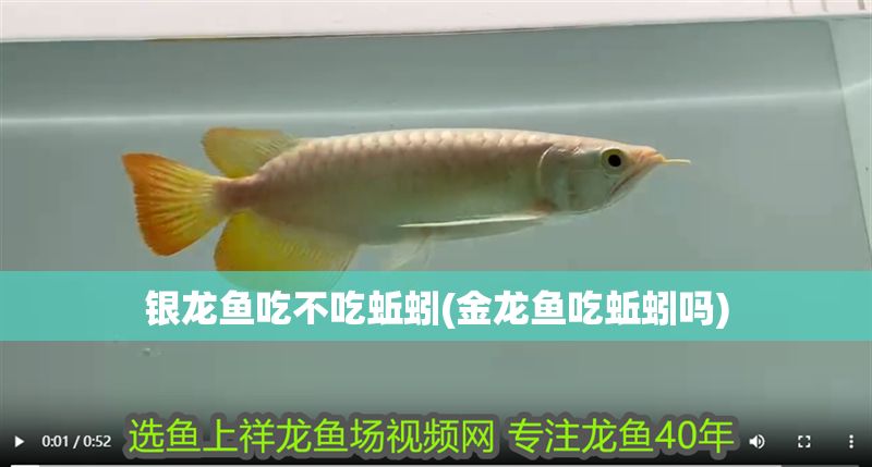 銀龍魚吃不吃蚯蚓(金龍魚吃蚯蚓嗎) 銀龍魚吃不吃蚯蚓(金龍魚吃蚯蚓嗎) 銀龍魚百科 第1張