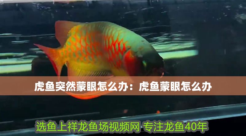 虎魚突然蒙眼怎么辦：虎魚蒙眼怎么辦