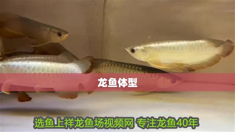 龍魚體型