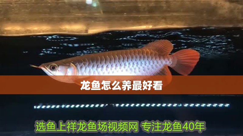 龍魚怎么養最好看