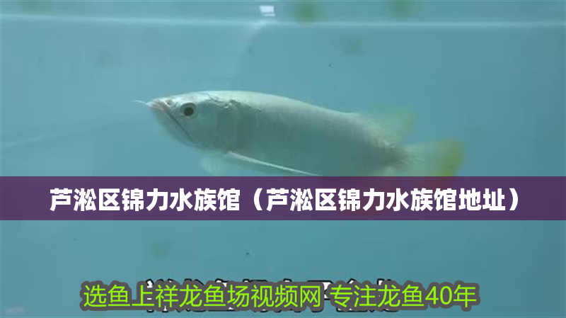 蘆淞區錦力水族館（蘆淞區錦力水族館地址）