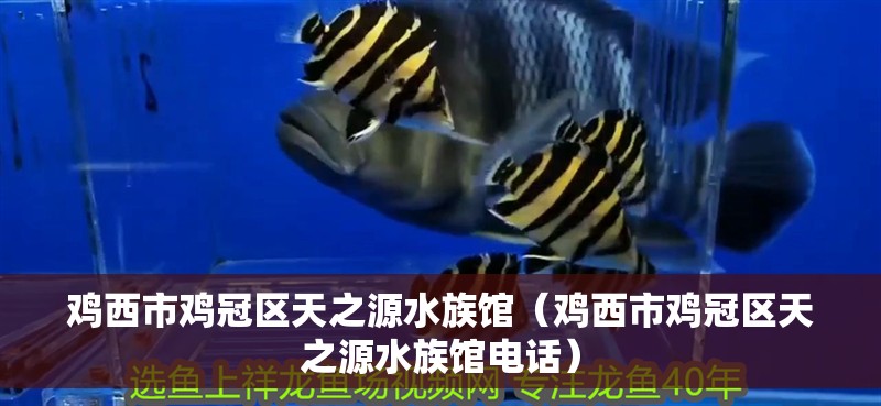 雞西市雞冠區天之源水族館（雞西市雞冠區天之源水族館電話）
