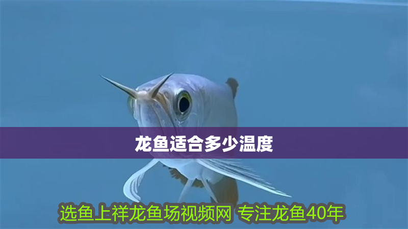 龍魚適合多少溫度