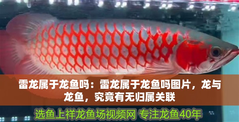 雷龍屬于龍魚嗎：雷龍屬于龍魚嗎圖片，龍與龍魚，究竟有無歸屬關聯 雷龍屬于龍魚嗎：雷龍屬于龍魚嗎圖片，龍與龍魚，究竟有無歸屬關聯 水族問答