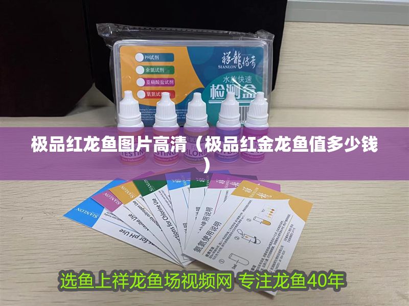 極品紅龍魚圖片高清（極品紅金龍魚值多少錢）