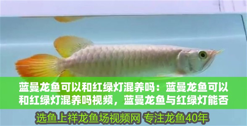 藍曼龍魚可以和紅綠燈混養嗎：藍曼龍魚可以和紅綠燈混養嗎視頻，藍曼龍魚與紅綠燈能否
