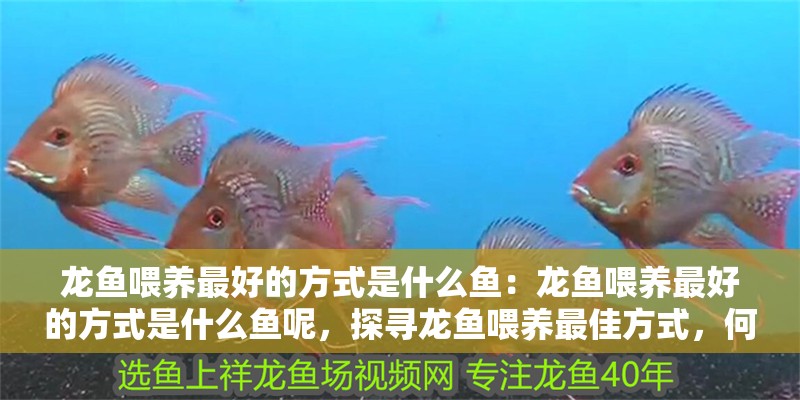 龍魚喂養最好的方式是什么魚:龍魚喂養最好的方式是什么魚呢,探尋龍魚喂養最佳方式,何種魚 水族問答 龍魚喂養最好的方式是什么魚:龍魚喂養最好的方式是什么魚呢,探尋龍魚喂養最佳方式,何種魚 龍魚喂養最好的方式是什么魚:龍魚喂養最好的方式是什么魚呢,探尋龍魚喂養最佳方式,何種魚 水族問答