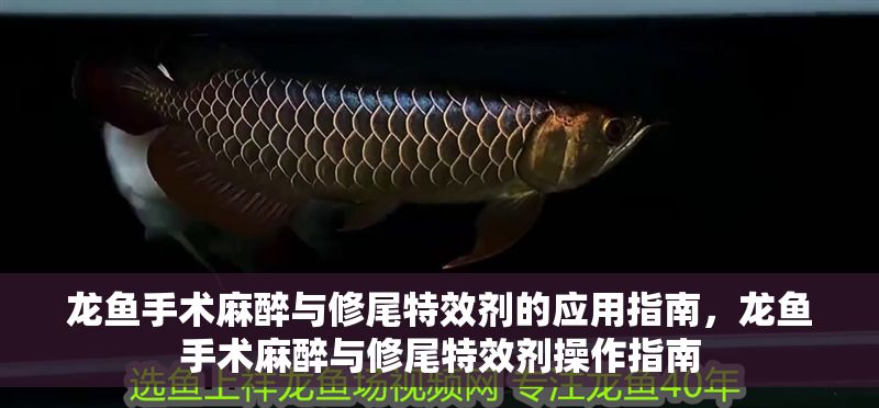 龍魚手術麻醉與修尾特效劑的應用指南，龍魚手術麻醉與修尾特效劑操作指南