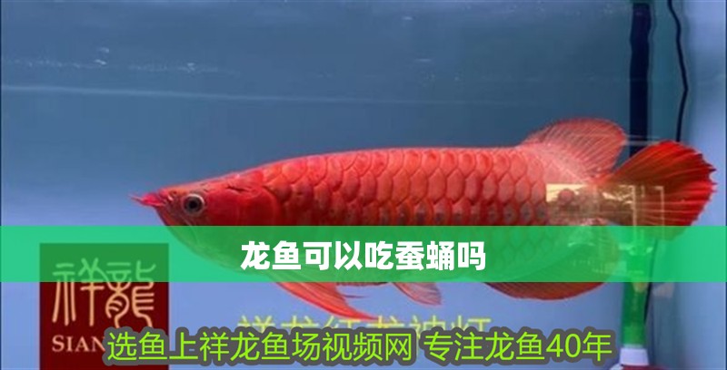 龍魚可以吃蠶蛹嗎