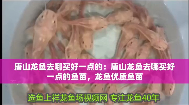 唐山龍魚去哪買好一點的：唐山龍魚去哪買好一點的魚苗，龍魚優質魚苗