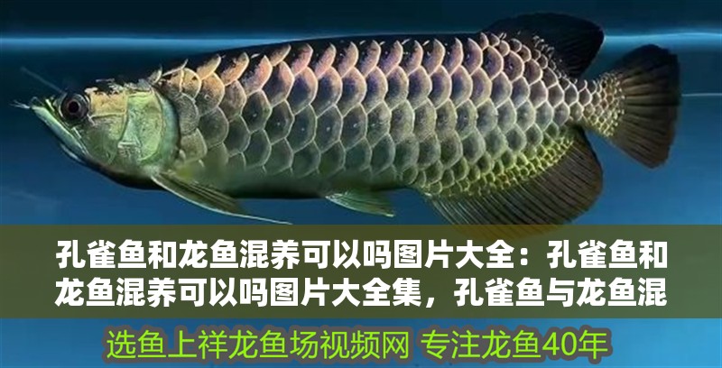 孔雀魚和龍魚混養可以嗎圖片大全：孔雀魚和龍魚混養可以嗎圖片大全集，孔雀魚與龍魚混養可行性探究及圖片大全集
