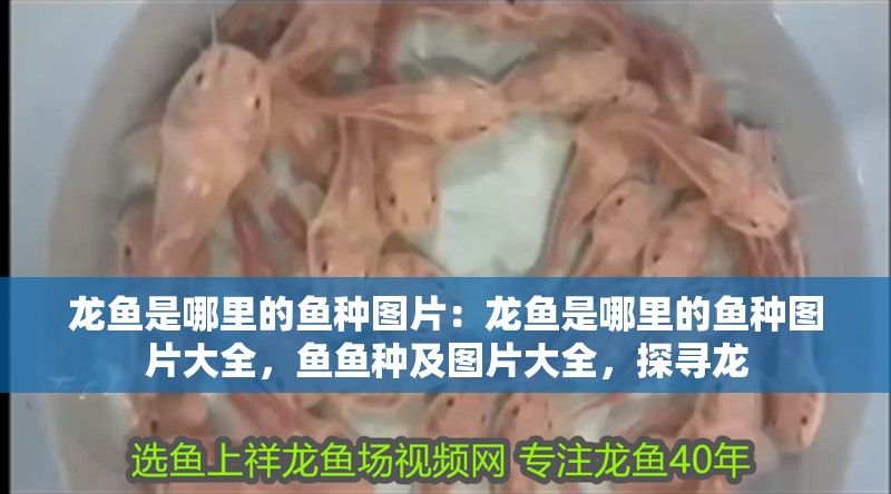 龍魚是哪里的魚種圖片：龍魚是哪里的魚種圖片大全，魚魚種及圖片大全，探尋龍