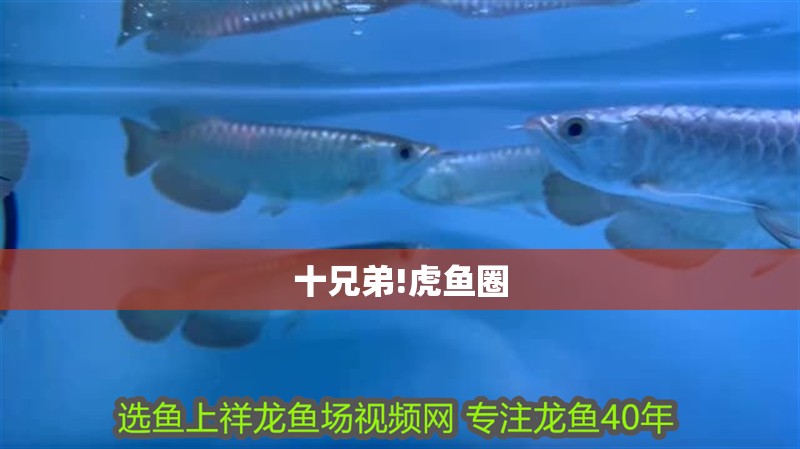 龍魚干蝦有營養(yǎng)嗎 十兄弟!虎魚圈 虎魚百科 十兄弟!虎魚圈 十兄弟!虎魚圈 虎魚百科
