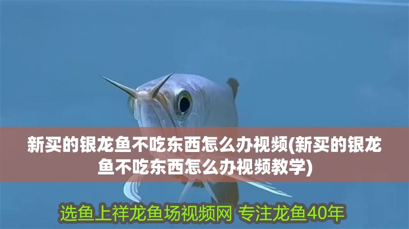新買的銀龍魚不吃東西怎么辦視頻(新買的銀龍魚不吃東西怎么辦視頻教學)