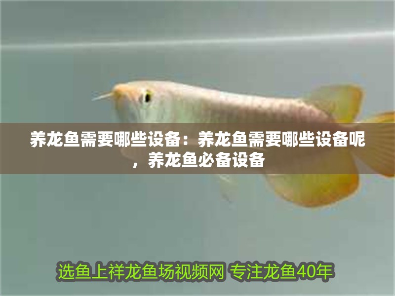 養龍魚需要哪些設備：養龍魚需要哪些設備呢，養龍魚必備設備