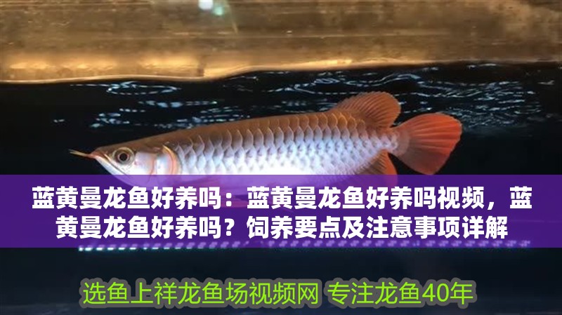藍黃曼龍魚好養(yǎng)嗎：藍黃曼龍魚好養(yǎng)嗎視頻，藍黃曼龍魚好養(yǎng)嗎？飼養(yǎng)要點及注意事項詳解