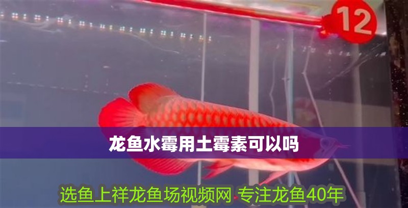 龍魚水霉用土霉素可以嗎 龍魚水霉用土霉素可以嗎 龍魚百科 第2張