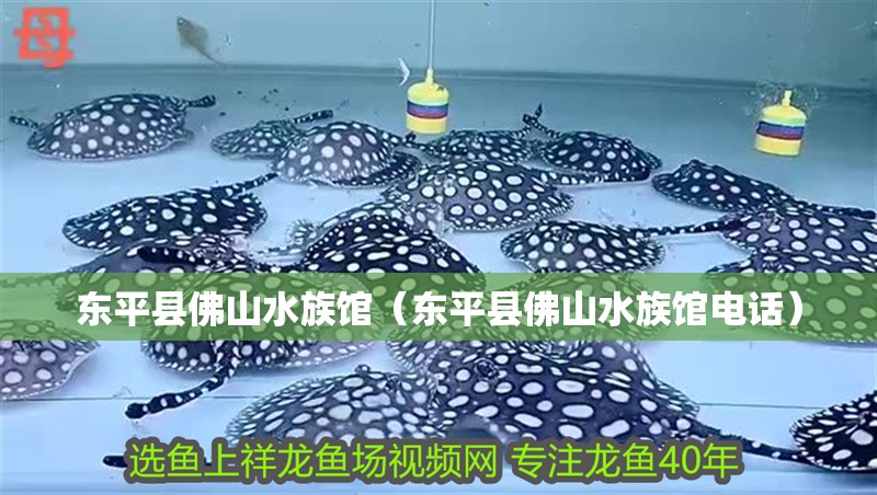 東平縣佛山水族館(東平縣佛山水族館電話) 全國水族館企業名錄 第2張 東平縣佛山水族館(東平縣佛山水族館電話) 東平縣佛山水族館(東平縣佛山水族館電話) 全國水族館企業名錄 第2張