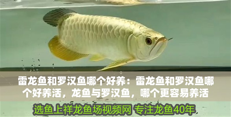 雷龍魚和羅漢魚哪個好養：雷龍魚和羅漢魚哪個好養活，龍魚與羅漢魚，哪個更容易養活 雷龍魚和羅漢魚哪個好養：雷龍魚和羅漢魚哪個好養活，龍魚與羅漢魚，哪個更容易養活 水族問答