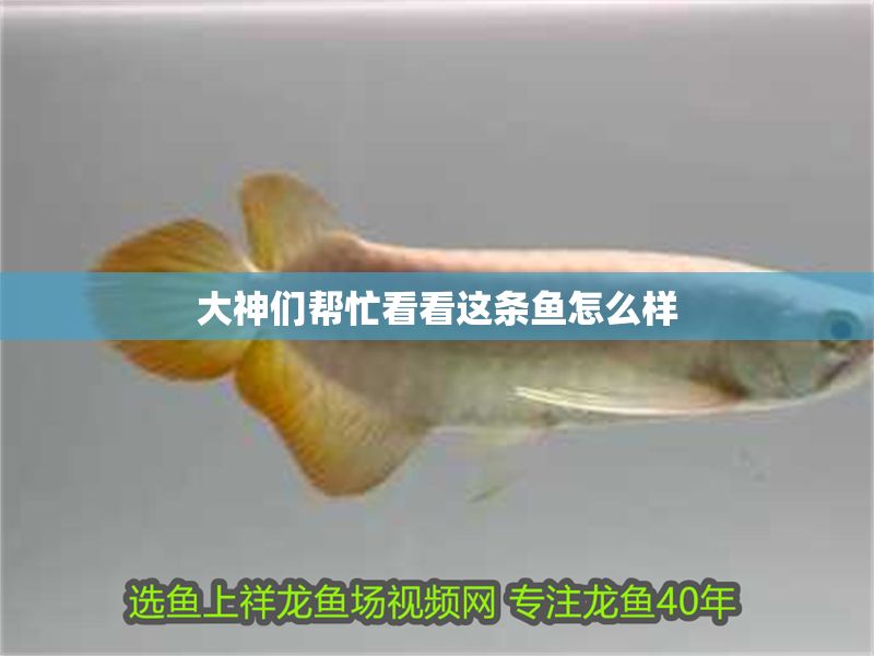 大神們幫忙看看這條魚怎么樣