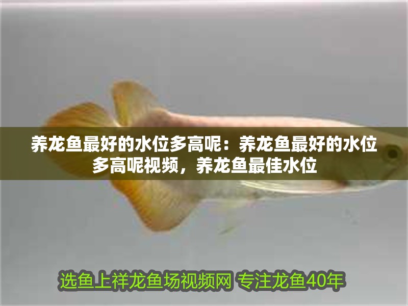 養(yǎng)龍魚最好的水位多高呢：養(yǎng)龍魚最好的水位多高呢視頻，養(yǎng)龍魚最佳水位