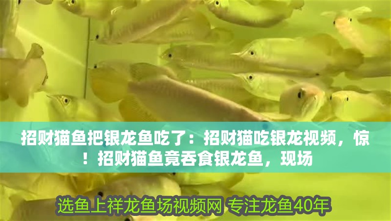 招財貓魚把銀龍魚吃了：招財貓吃銀龍視頻，驚！招財貓魚竟吞食銀龍魚，現場